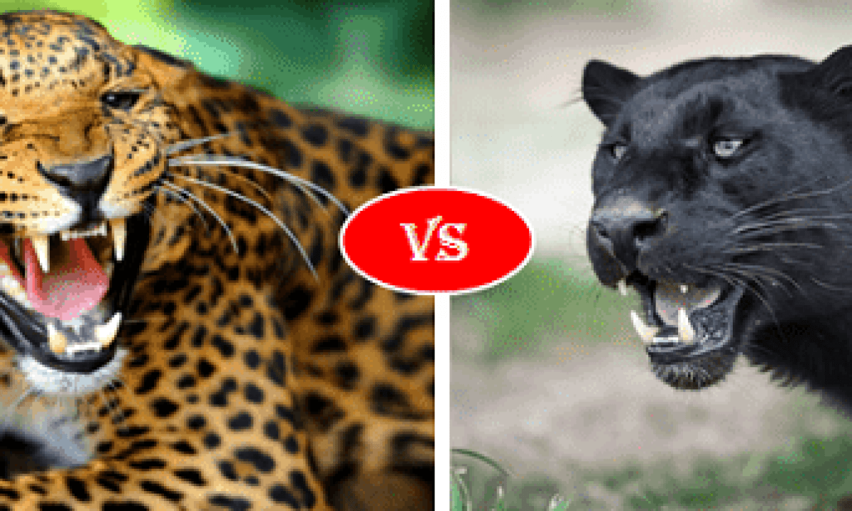 The Major Difference Between Panther and Jaguars