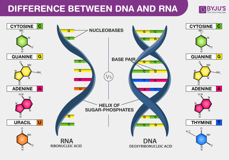 dna to rna sequence