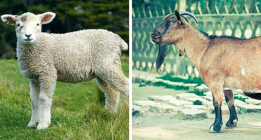 Difference Between Goat and Lamb